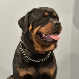 Leo - Rottweiler