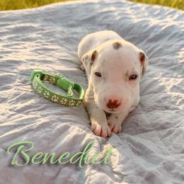 Benedict - White and liver brown male Dalmatian puppy in Mount Vernon, Missouri from Spots & Spirals