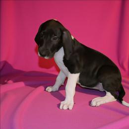 Vega - Mantle female Great Dane puppy in Walker, Louisiana from La Rebel Danes