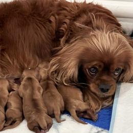 Puppy Boy 4 - Ruby male Cavalier King Charles Spaniel puppy in Fair Haven, New Jersey from Lauren Blades
