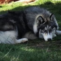 Iroh - Siberian Husky