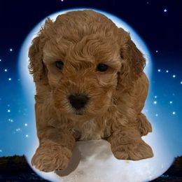 Delphine - Cream female Goldendoodle puppy in Bells, Texas from Partridge Doodles and Poodles