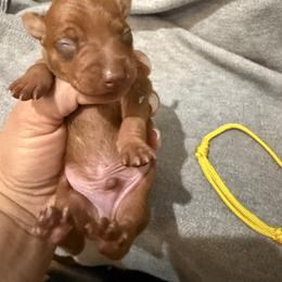 Fireball - Red male Miniature Pinscher puppy in Albuquerque, New Mexico from Legacy Danes