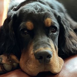 Maggie - Gordon Setter