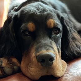 Maggie - Gordon Setter