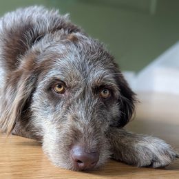 Golden Retrievers, Labradoodles, and Labrador Retrievers from Robertson's Retrievers & Doodles