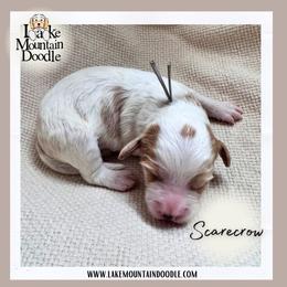 Scarecrow - Red male Australian Labradoodle puppy in Eagle Mountain, Utah from Lake Mountain Doodle