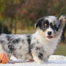 American Corgi and Pembroke Welsh Corgi Puppies from Magnolia Creek Corgis