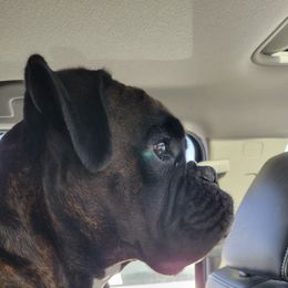 Wren - Boxer
