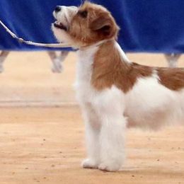 Russell Terriers from Journey's End