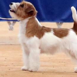 Russell Terriers from Journey's End
