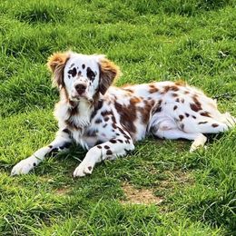 Jax - Dalmatian