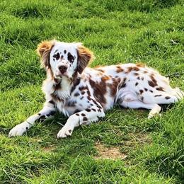 Jax - Dalmatian