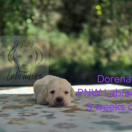 Dorena - Yellow female Labrador Retriever puppy in Rogue River, Oregon from PNW Labradors