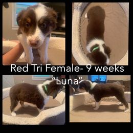 Australian Shepherd Puppies from Virginia Australian Shepherds