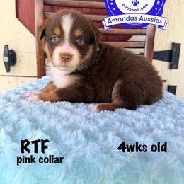 RTF pink collar - Red tri-color female Australian Shepherd puppy in Greenville, Texas from Amandas Aussies