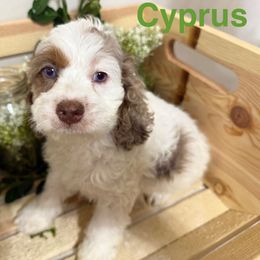 Cyprus - Merle male Cockapoo puppy in Orem, Utah from Paradise Cockers