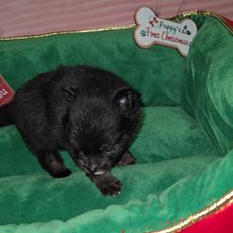 Boy 1 - Black male Pomeranian puppy in Angleton, Texas from Pomeranian Palace, LLC