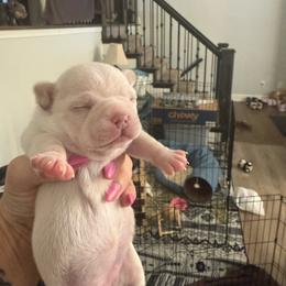 Boy 2 Papa (French Bulluahua) - Cream male Chihuahua puppy in Lees Summit, Missouri from Divine K9s LLC