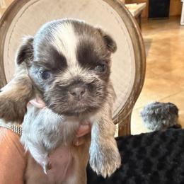 Grayson - Blue and white male Shih Tzu puppy in Victorville, California from RUMBLE n TUMBLE