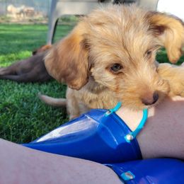 Wendy - Chocolate Assorted Doodle Crosses puppy in Blackfoot, Idaho from Lucky Pup Meadows