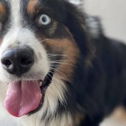 Australian Shepherds from Meraki Australian Shepherds