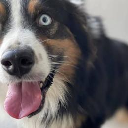 Australian Shepherds from Meraki Australian Shepherds