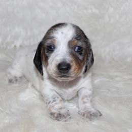 Dapple Piebald Female - Dapple female Dachshund puppy in Lily, Kentucky from Little Acres Miniature Dachshunds