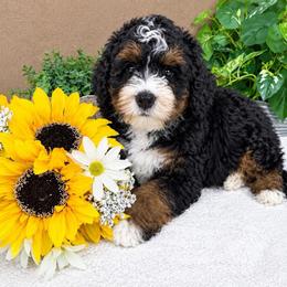 Queso - Tri-color male Bernedoodle puppy in Seymour, Missouri from D and D’s Dandy Doodles