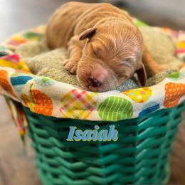 Isaiah - Apricot male Goldendoodle puppy in Tonopah, Arizona from DJ’s Doodles