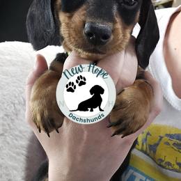 Black and Tan Boy 1 - Black and tan male Dachshund puppy in Fulton, Missouri from New Hope Dachshund Puppies