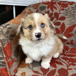 Frosty- Fluffy coat - Fawn merle male American Corgi puppy in Waskom, Texas from Piney Woods Corgis