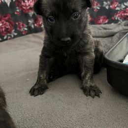 Dutch Shepherd Puppies from Monadnock Dutch Shepherds