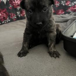 Dutch Shepherd Puppies from Monadnock Dutch Shepherds
