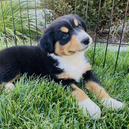 Smoky - Black tri-color male Australian Shepherd puppy in Mantua, Utah from Rocky Mountain Aussies