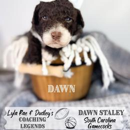 Dawn - Chocolate female Australian Labradoodle puppy in Anderson, South Carolina from Brinkerhoff Doodle Farm