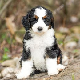 Cobra - Tri-color female Bernedoodle puppy in Dundee, Ohio from Down Home Doodle