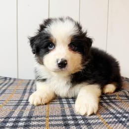 Mocha - Black tri-color male Australian Shepherd puppy in Kearney, Nebraska from Helix Aussies
