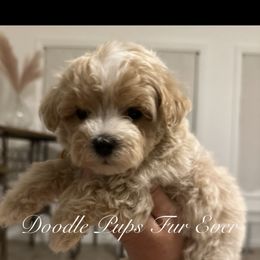 Goldendoodle, Maltipoo, and Yorkipoo Puppies from Doodle Pups Fur-Ever