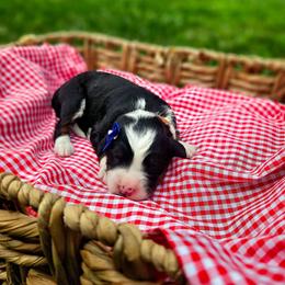 Smores - Tri-color female Bernedoodle puppy in Russell Springs, Kentucky from 270 Doodles