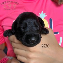 Rizzo - Black male Schnoodle puppy in Sedalia, Missouri from Farmer Brown's Puppies