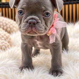 Remi - Blue female French Bulldog puppy in Minneapolis, Minnesota from Flyazz Frenchies Kennels