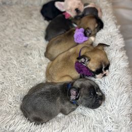 French Bulldog Puppies from For The Love of Frenchies