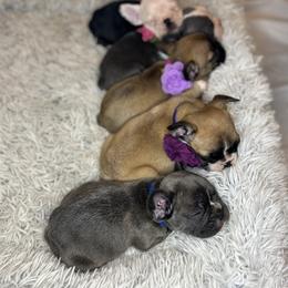 French Bulldog Puppies from For The Love of Frenchies