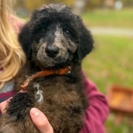Raleigh - Brindle male Poodle puppy in St. Johnsbury, Vermont from Poodles of the Northern Woods