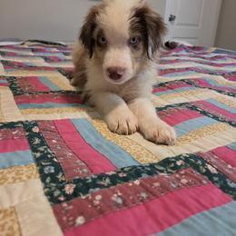 Zorro - Red merle male Miniature Australian Shepherd puppy in Florida from Silver Palms Ranch