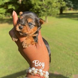 Boy 1 - Blue and gold male Yorkshire Terrier puppy in Louisburg, North Carolina from Nell’s Adorable Yorkshire’s
