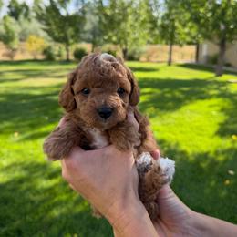 Buzz - Red male Cavapoo puppy in Spanish Fork, Utah from Sugar Doodles Pups