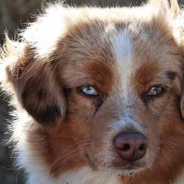 Miniature Australian Shepherds and Toy Australian Shepherds from Willow Lane Ranch