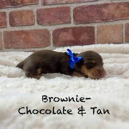 Woody - Chocolate and tan male Dachshund puppy in Goodyear, Arizona from AZ Low Life Doxies